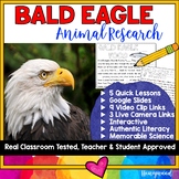 BALD EAGLES  . 5 days of FUN animal research w/ video link