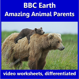 BBC Animal Parents: video worksheets, differentiated.