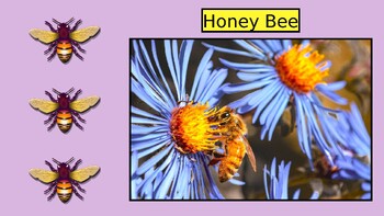 Preview of BEES: Animated Keynote/PPT Presentation, Colorful Science