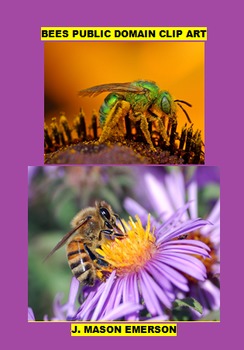 Preview of BEES PUBLIC DOMAIN CLIP ART