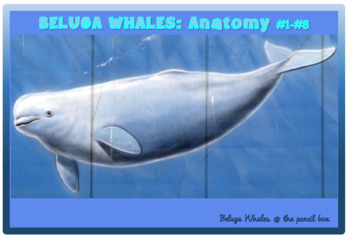 beluga whale diagram