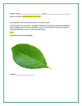 Preview of BIOLOGY/BOTANY: SUMMER CAMP ACTIVITIES 2-5 W/ANS. KEY: LEAF IDENTIFICATION