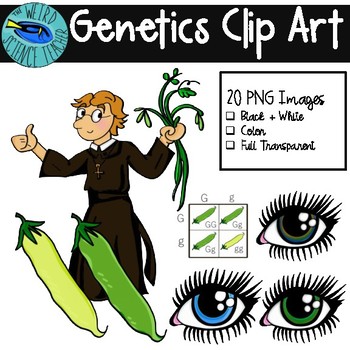 Preview of BIOLOGY Clip Art: Genetics - Mendel, Punnet Squares, Peas and Eye Color