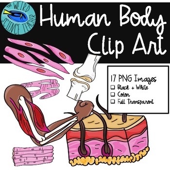 Preview of BIOLOGY Clip Art: Human Body- Muscle, Bone, Skin