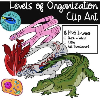 Preview of BIOLOGY Clip Art: Levels of Organization CELL TISSUE ORGAN ORGAN SYSTEM ORGANISM