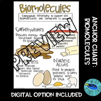 Preview of BIOLOGY / LIFE SCIENCE SCAFFOLDED NOTES/ANCHOR CHART: Biomolecules