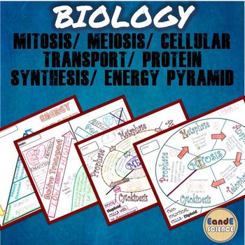 BIOLOGY- Mitosis/ Meiosis/ Protein Synthesis/ Trophic Levels/ Cellular ...