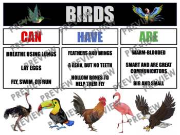 Preview of BIRDS Anchor Chart