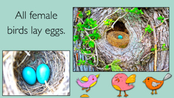 Preview of BIRDS: Animated Keynote/PPT Presentation, Colorful Science: