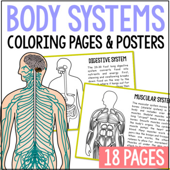Preview of BODY SYSTEMS Posters and Coloring Pages | Anatomy Science Activities