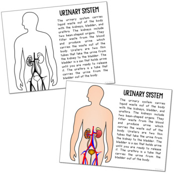 Body Systems Posters And Coloring Pages Anatomy Biology Science Activity