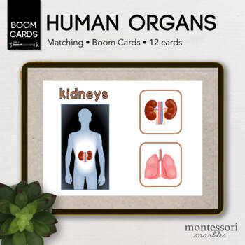 Preview of BOOM CARDS™ Human Body Match the Organs | Montessori Online Activity
