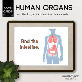 Preview of BOOM CARDS™ Human Organs Find the Organs | Montessori Online Activity