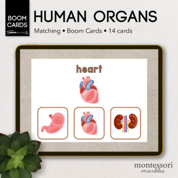 Preview of BOOM CARDS™ Human Organs Picture Matching | Montessori Online Activity