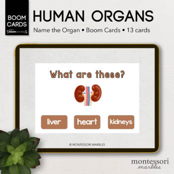Preview of BOOM CARDS™ Human Body Naming the Organs | Montessori Online Learning