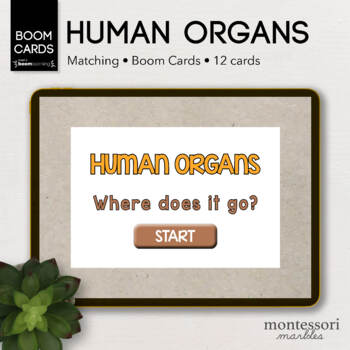 Preview of BOOM CARDS™ Human Organs Where Does It Go? | Montessori Online Learning