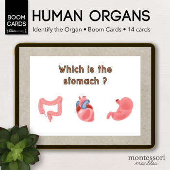 Preview of BOOM CARDS™ Human Body Identify the Organs | Anatomy for Preschooler