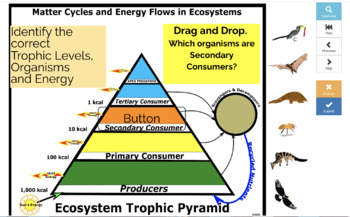 Preview of BOOM CARDS - Trophic Pyramids - Energy Flows and matter cycles (22 cards)