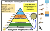 BOOM CARDS - Trophic Pyramids - Energy Flows and matter cy