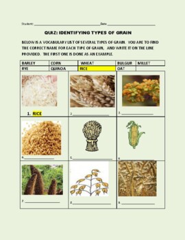 Preview of BOTANY/ AGRICULTURE: IDENTIFYING DIFFERENT TYPES OF GRAIN/ GRS. 6-12, MG