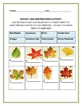 Preview of BOTANY: CAN YOU IDENTIFY THESE LEAVES?  A SCIENCE ACTIVITY GRS. 3-8