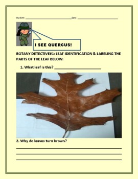 Preview of BOTANY DETECTIVE ACTIVITY#1: TAKING A LOOK AT AN OAK LEAF  GRS.4-8, MG