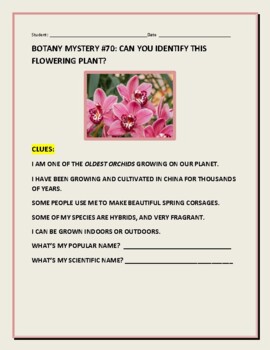 Preview of BOTANY MYSTERY #70: CAN YOU IDENTIFY THIS FLOWERING PLANT? W/ANS. KEY