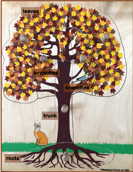 Preview of BOTANY parts of tree, flower, leaf, root, fruit for TODDLERS & PRESCHOOL and ?