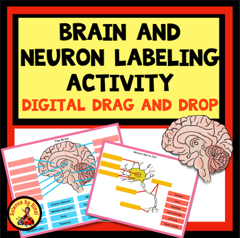 Preview of BRAIN AND NEURON LABELING DRAG DROP DIGITAL Review ACTIVITY Nervous System