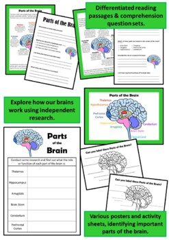 Preview of BRAIN EDUCATION AND MINDFULNESS INQUIRY UNIT (BUNDLE)