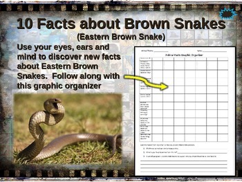 Fascinating Facts about the Eastern Brown Snake