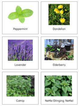 Preview of BT008 (GOOGLE): HERB/PLANT (medicinal) (with uses) (double sided cards) (4pgs)