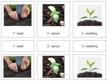 Preview of BT009 (GOOGLE): PLANT (life cycle of) (3 part cards) (2pgs)