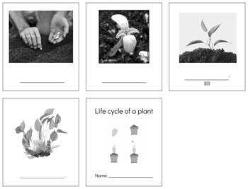 Preview of BT010 (GOOGLE): PLANT (life cycle of) (3 part cards & book making set) (5pgs)