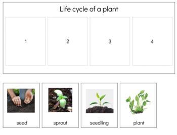 Preview of BT021 (GOOGLE): PLANT (life cycle) strip, book making & worksheets 