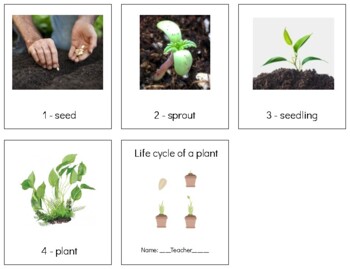 BT021 (PDF): PLANT (life cycle) strip, book making & worksheets | TpT