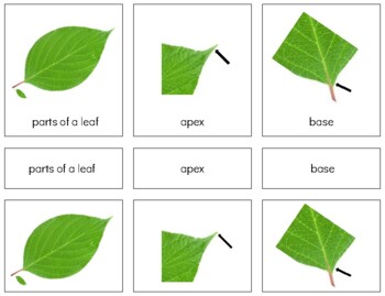Preview of BT024 (PDF): LEAF (real)(parts of) 3 part cards (3pgs)