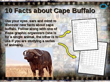 BUFFALO: 10 facts. Fun, engaging PPT (w links & free graphic organizer)