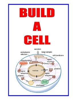 Animal And Plant Cells Model Teaching Resources | TPT