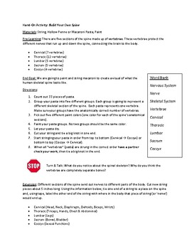 Preview of BUILD YOUR OWN SPINE SKELETON WITH PASTA! HANDS ON ANATOMY ACTIVITY