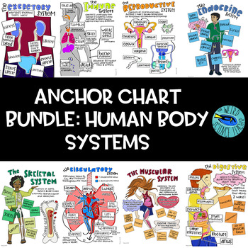 Preview of BUNDLE: 11 SCIENCE SCAFFOLDED DRAWING NOTES /ANCHOR CHARTS: HUMAN BODY SYSTEMS