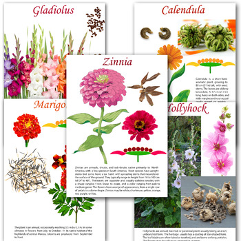 Flowers Names With Descriptions