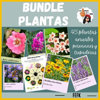 Preview of BUNDLE - Tarjetas de diversas plantas para reconocer y memorizar