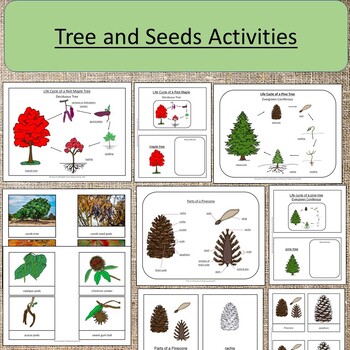 Preview of BUNDLE Trees and Seeds Red Lifecycle Botany Seasonal Fall Science