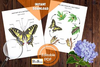 Preview of BUTTERFLY ANATOMY & LIFE CYCLE, Body parts, Insect study, Animal printable