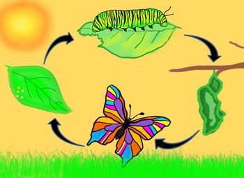 Preview of BUTTERFLY LIFE CYCLE - Clipart - Instant Download
