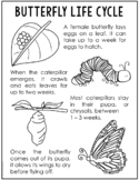 BUTTERFLY Life Cycle Poster | Science Bulletin Board | Ins