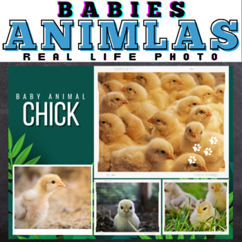 Preview of Babies Animals : Real Life Pictures - Google Slides™ Included