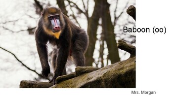 Preview of Baboons (OO Moon) Decodable Comprehension Passage with Questions