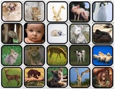 "Baby Animals Change & Grow Big" Flashcards/Matching,Sorti